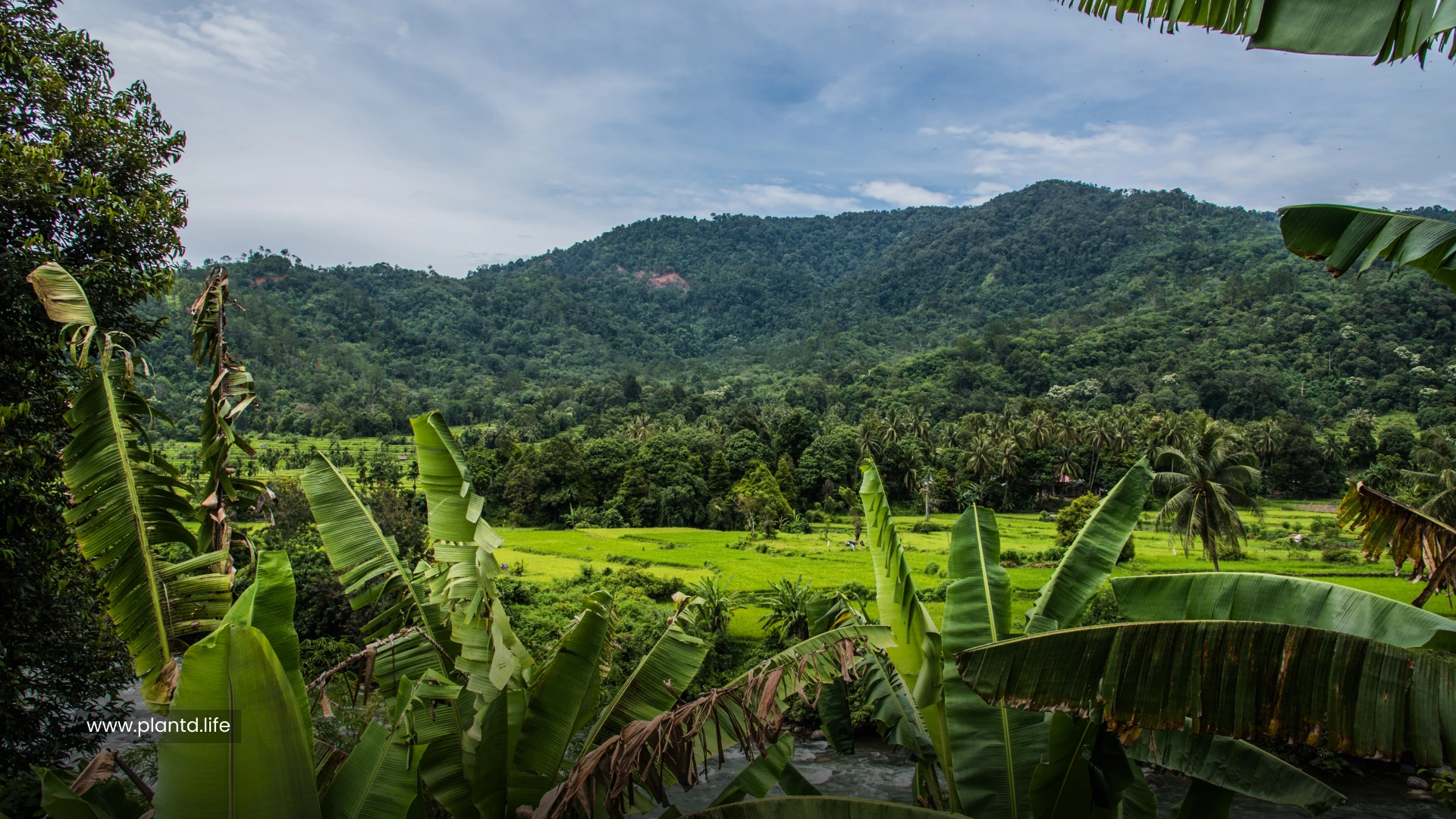 Sundaland (Indonesia and Malaysia)