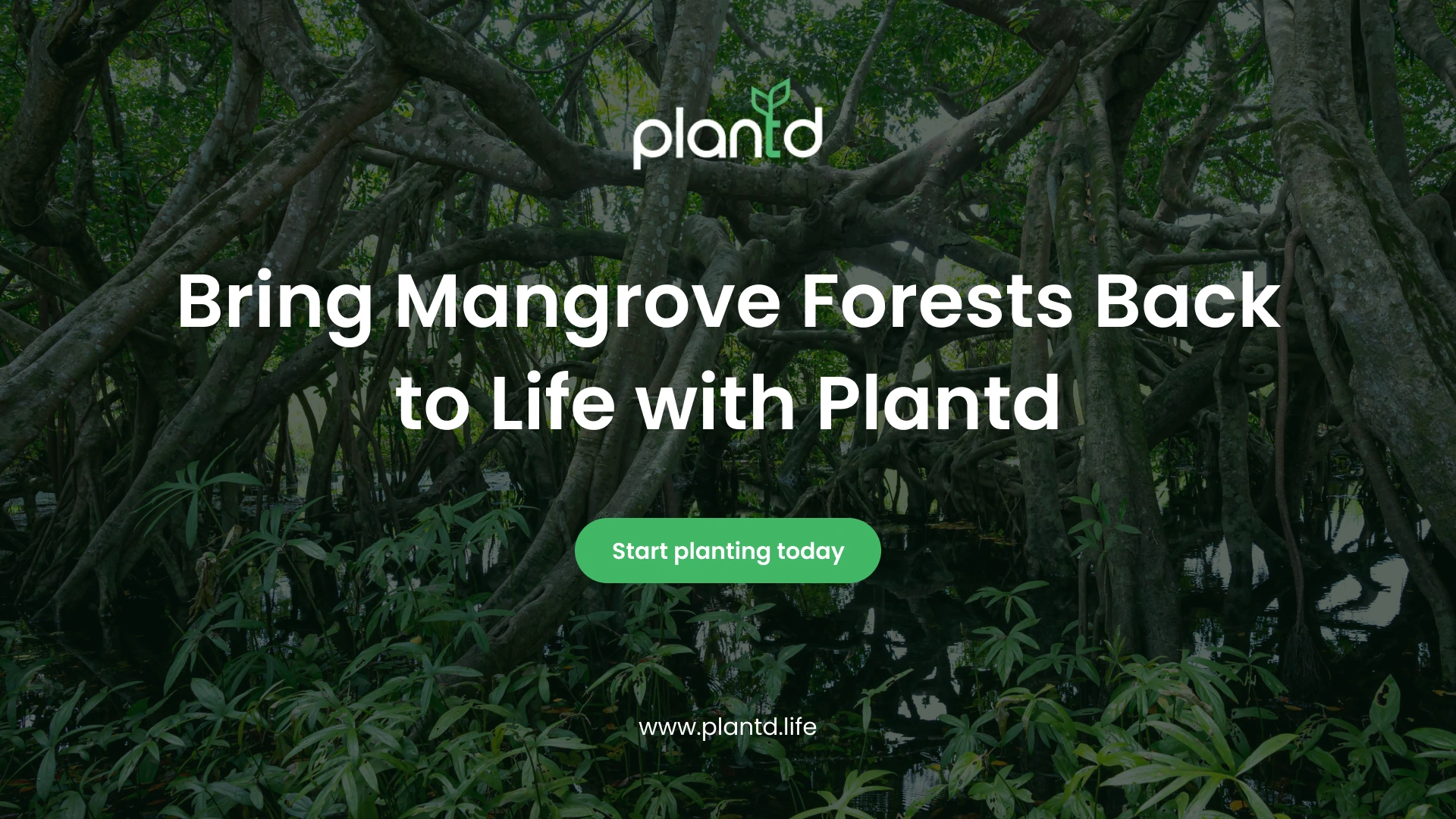 Bring Mangrove Forests Back to Life with Plantd