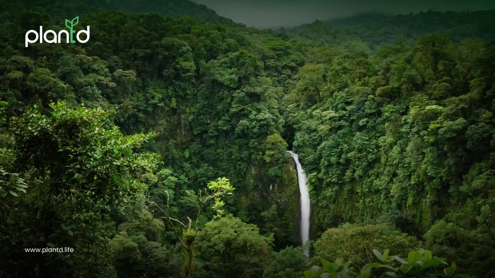 1. Tropical Forests: The Planet’s Climate Engine