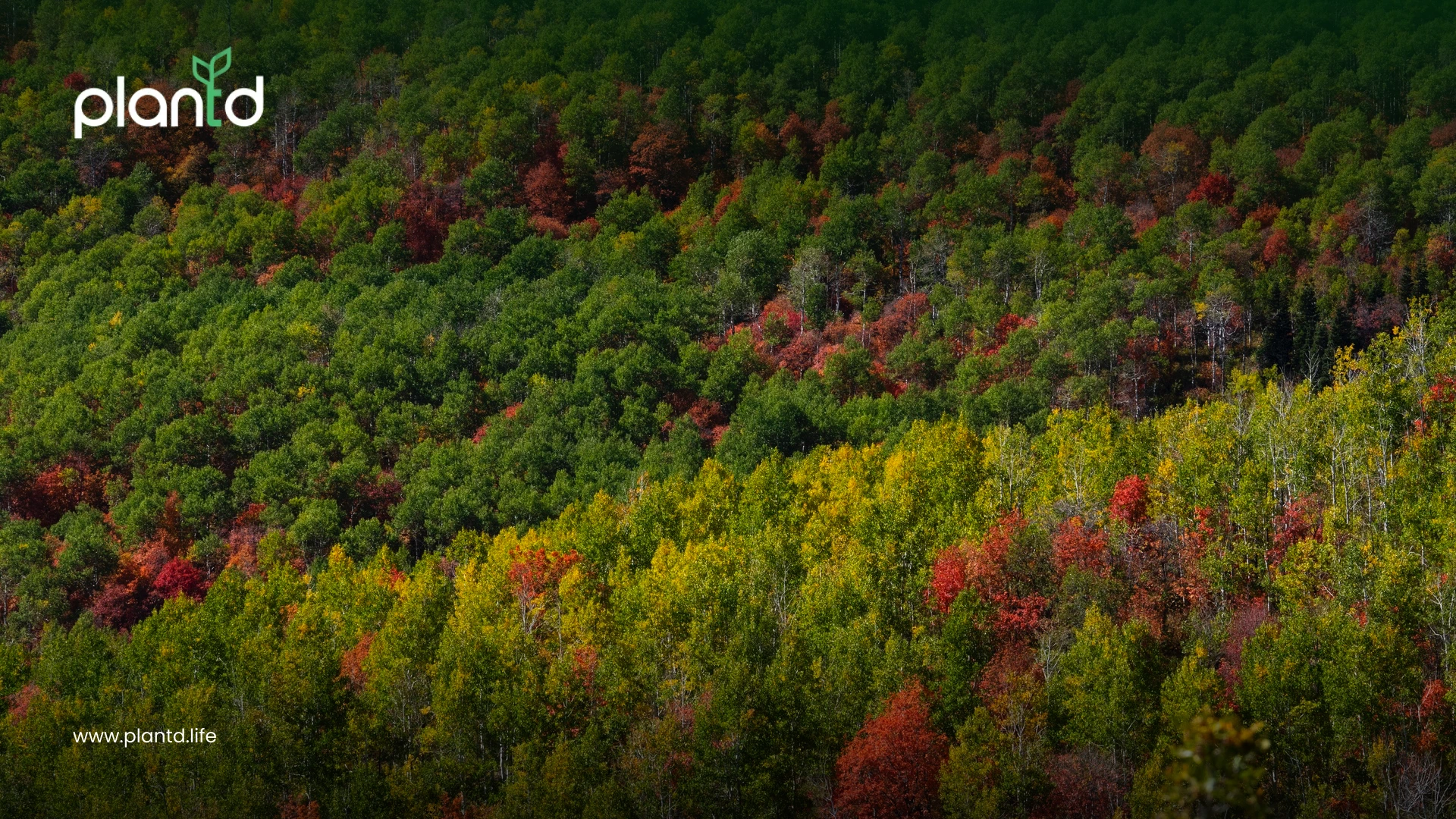 2. Temperate Forests: The Earth&rsquo;s Seasonal Moderators
