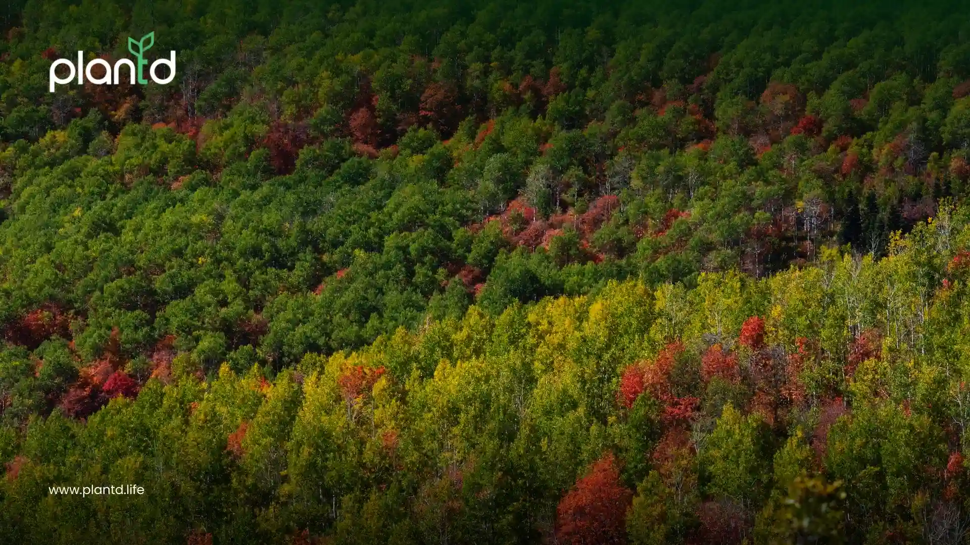 2. Temperate Forests: The Earth’s Seasonal Moderators