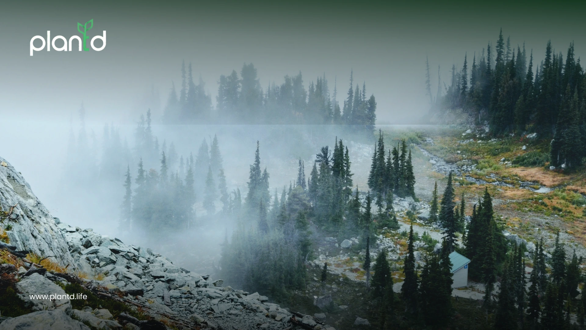 3. Boreal Forests: The Frozen Carbon Vaults