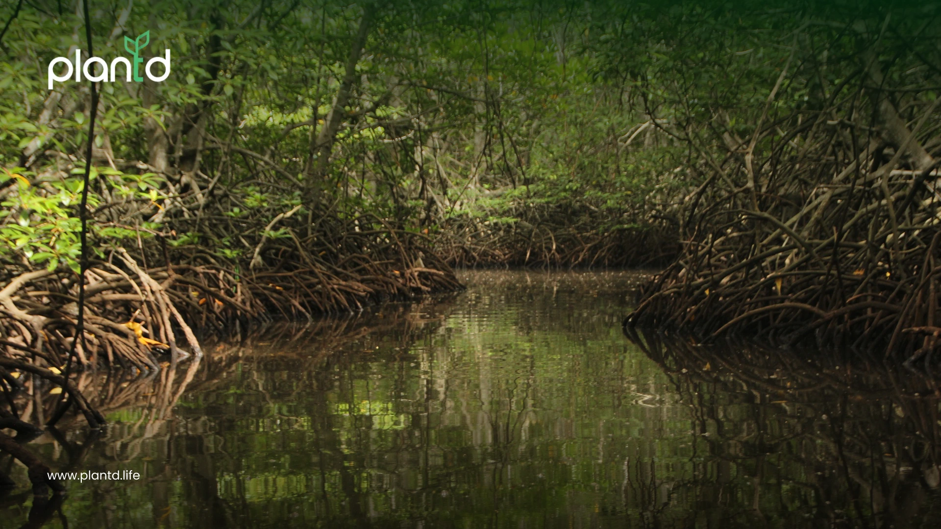 4. Mangrove Forests: The Coastal Climate Defenders