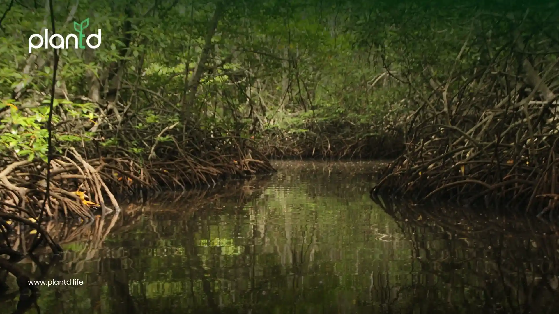4. Mangrove Forests: The Coastal Climate Defenders
