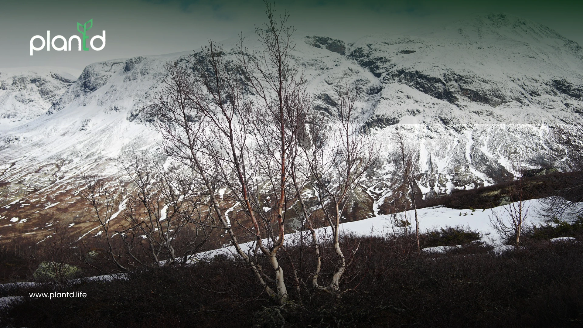 Dry and Mountain Forests: The Unsung Stabilizers