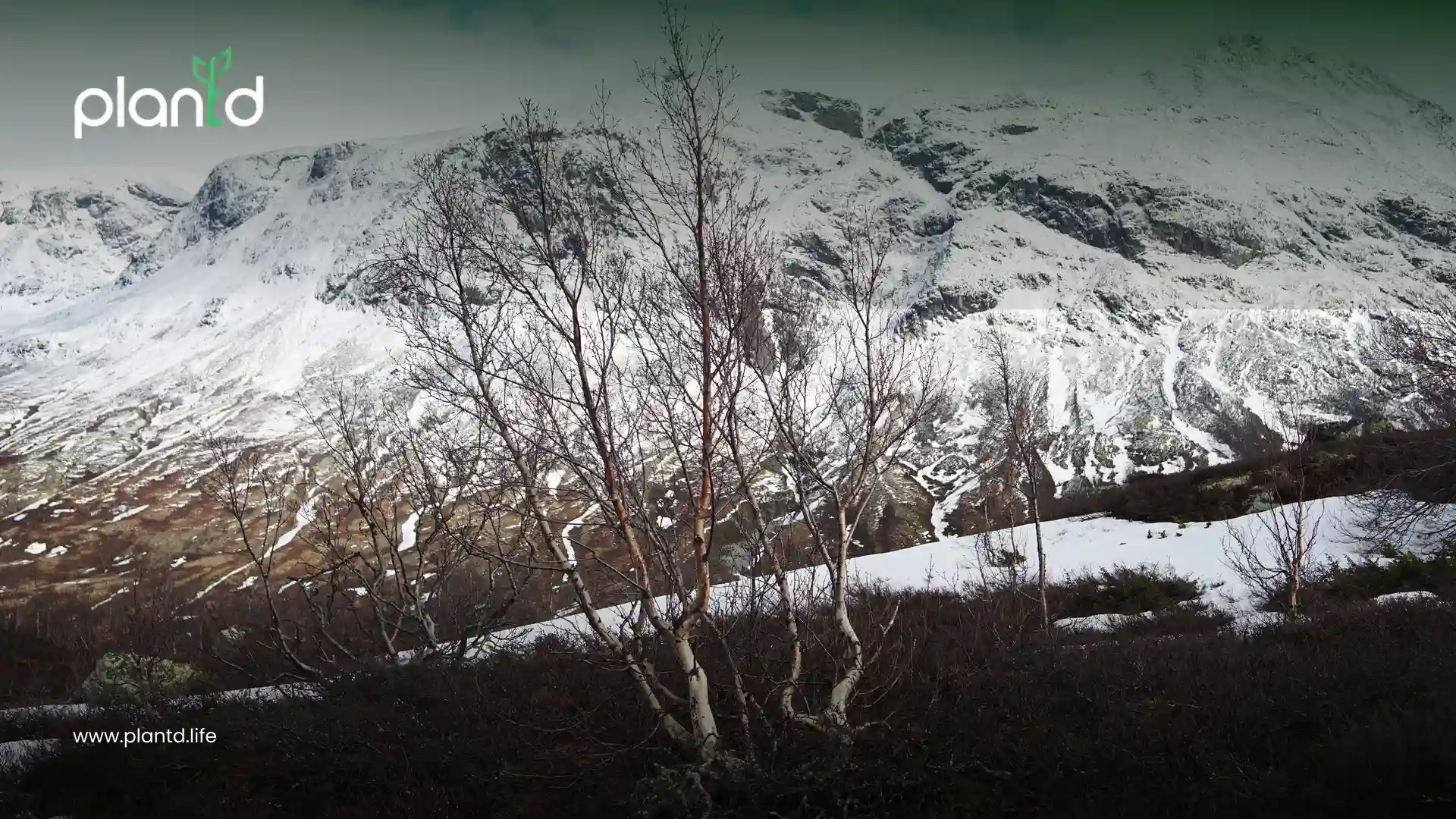 Dry and Mountain Forests: The Unsung Stabilizers