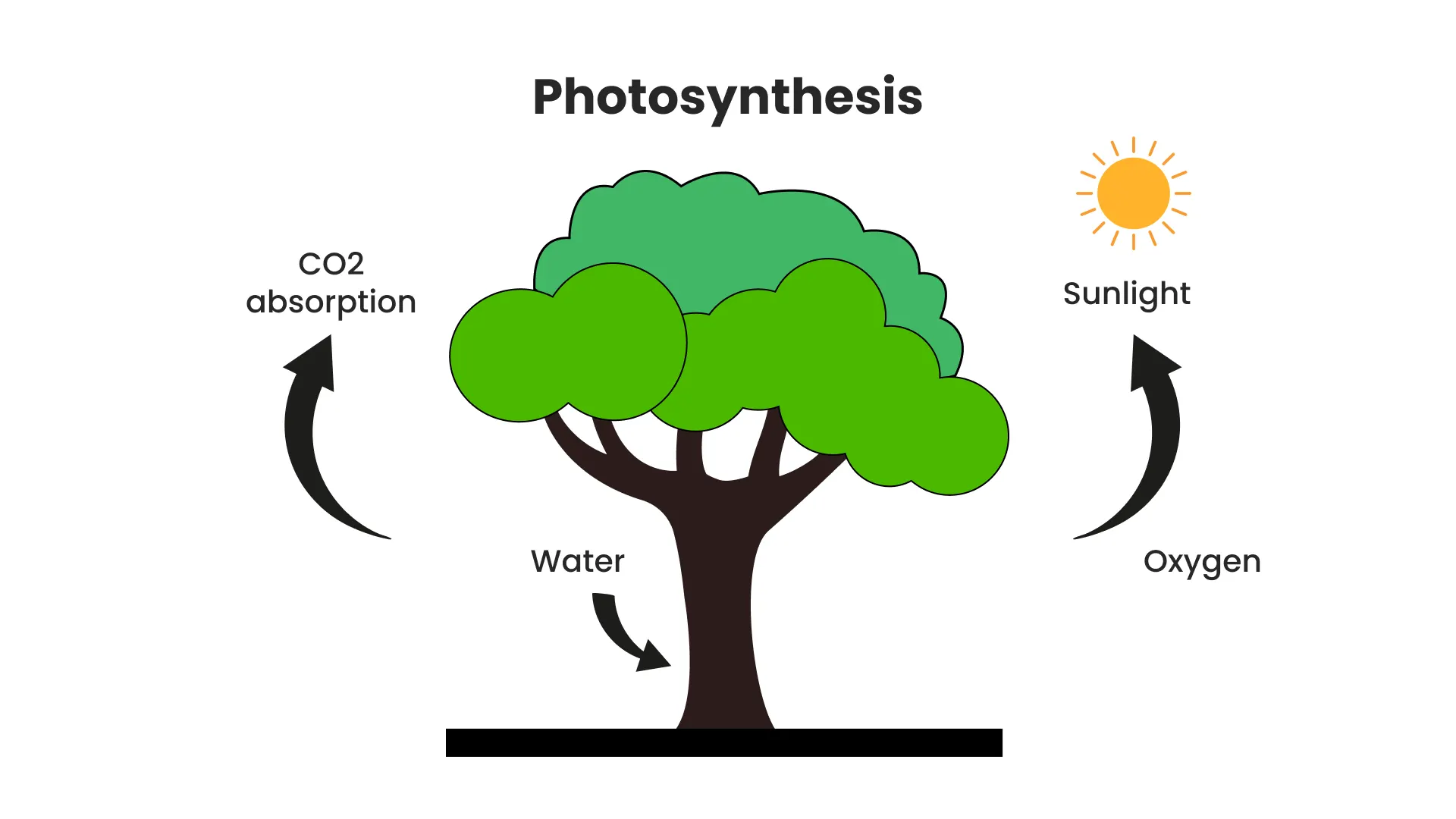 How Do Trees Absorb CO₂?