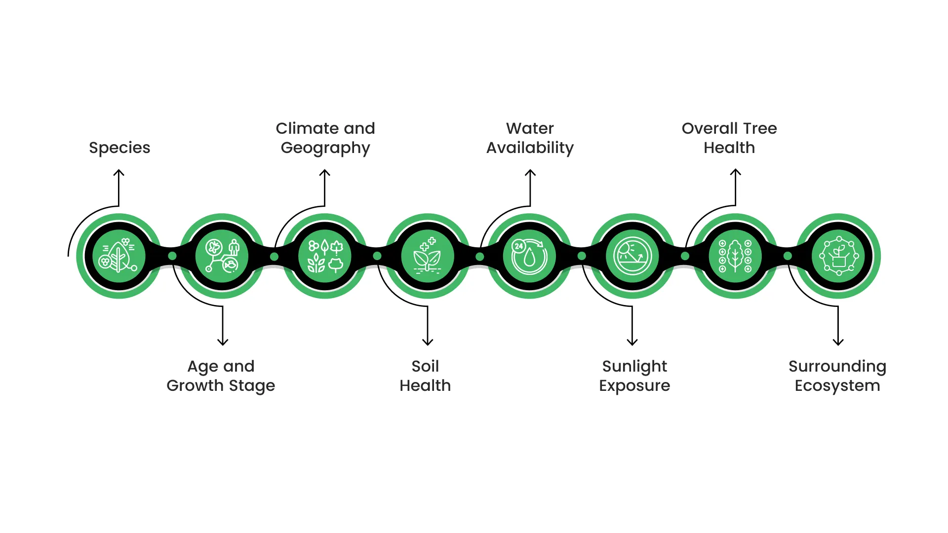 Factors That Affect a Tree’s CO₂ Absorption