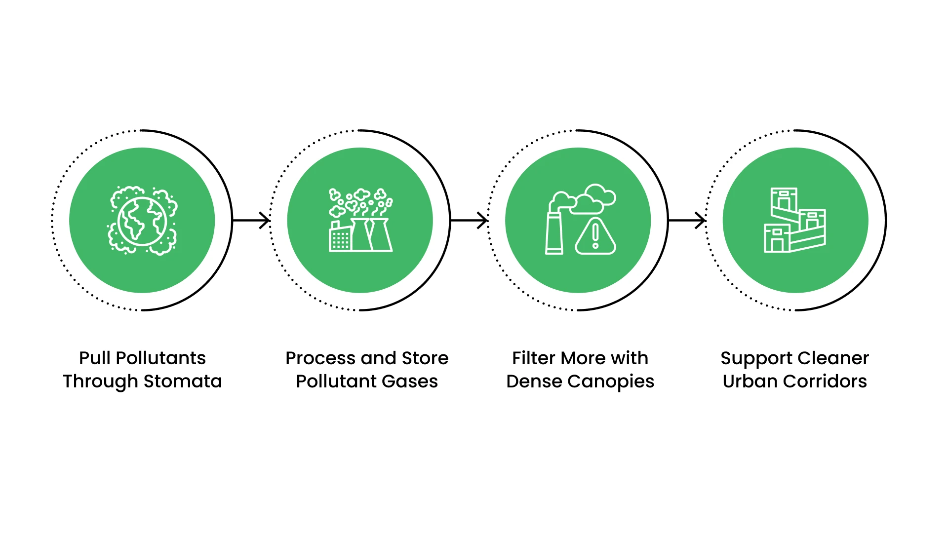 How Do Trees Absorb Harmful Gases? 
