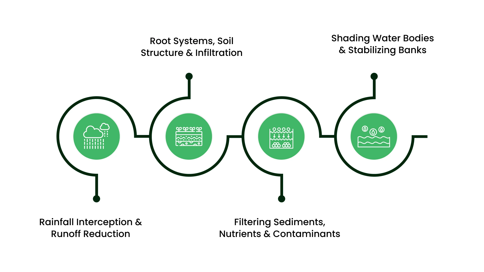 How Do Trees Improve Water Quality?