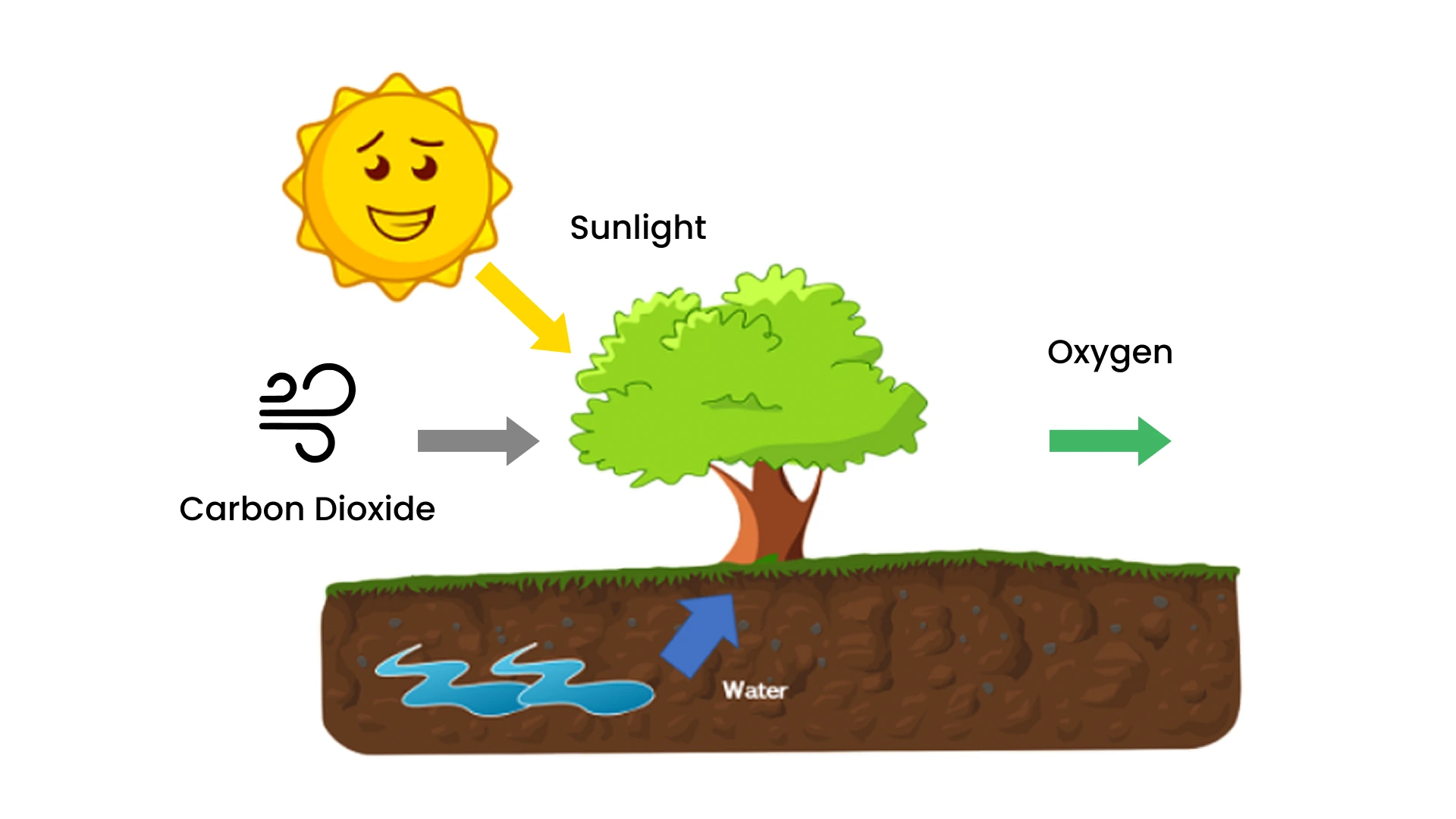 How Trees Actually Produce Oxygen