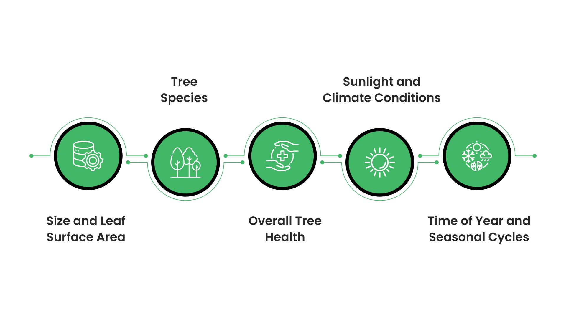 What Influences How Much Oxygen a Tree Produces