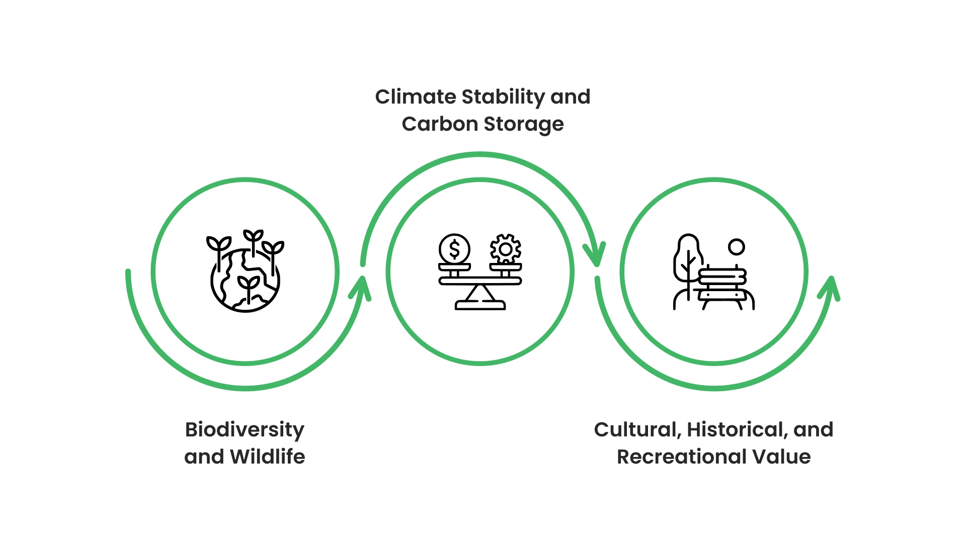 Why Are Old-Growth Forests Irreplaceable?