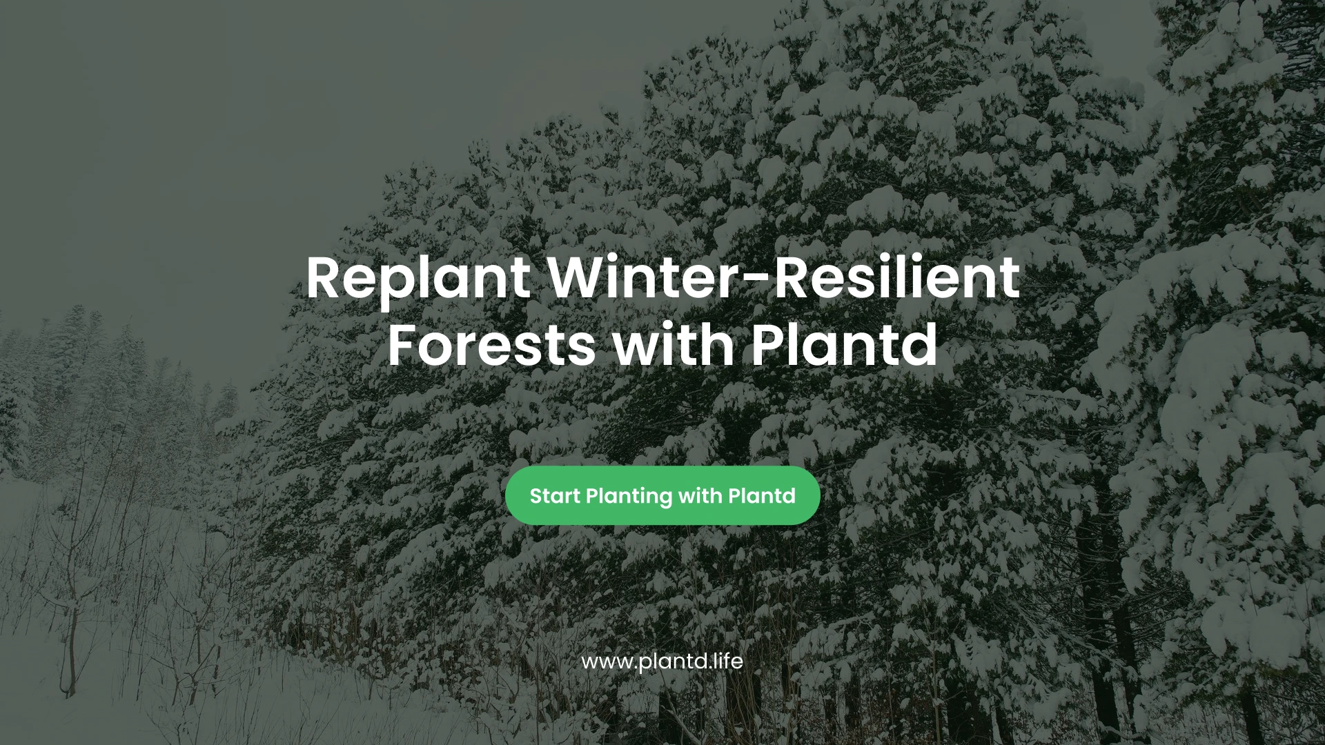 Replant Winter-Resilient Forests with Plantd
