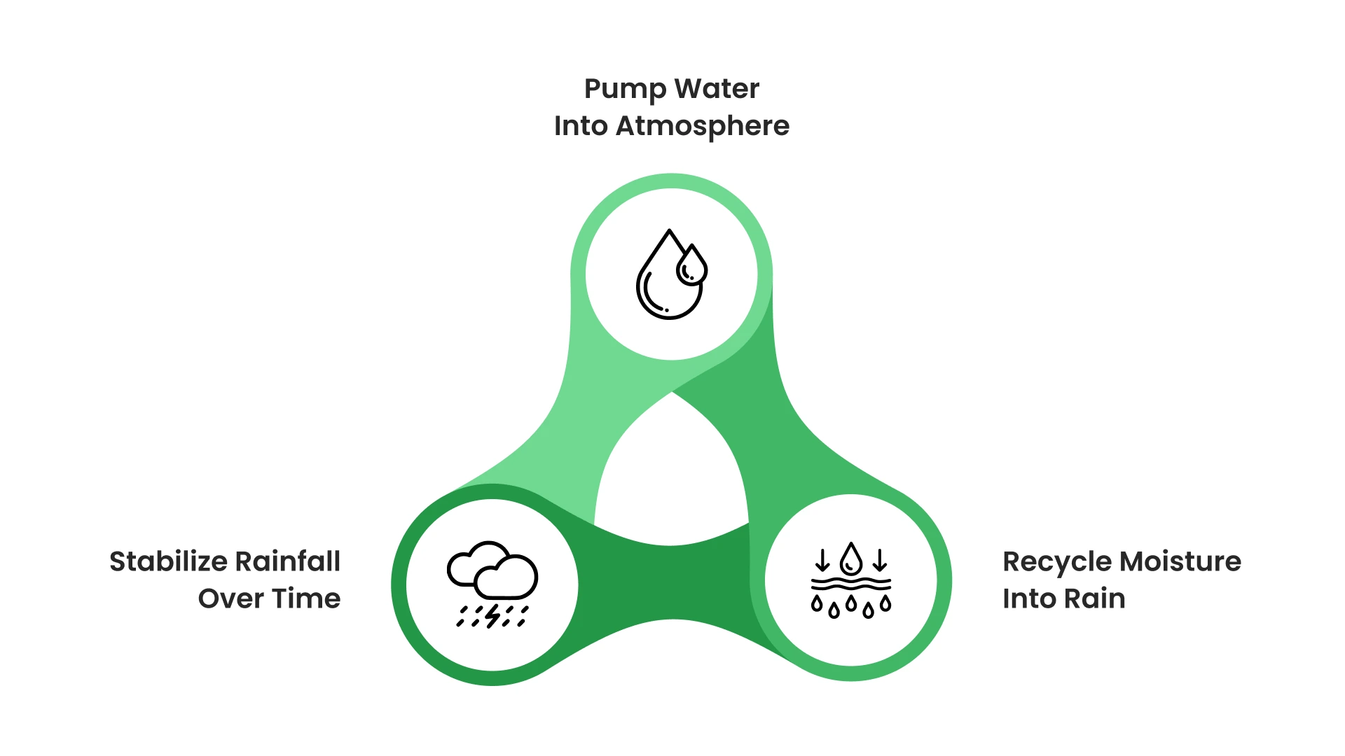 How Do Forests Act as Giant Water Management Systems?