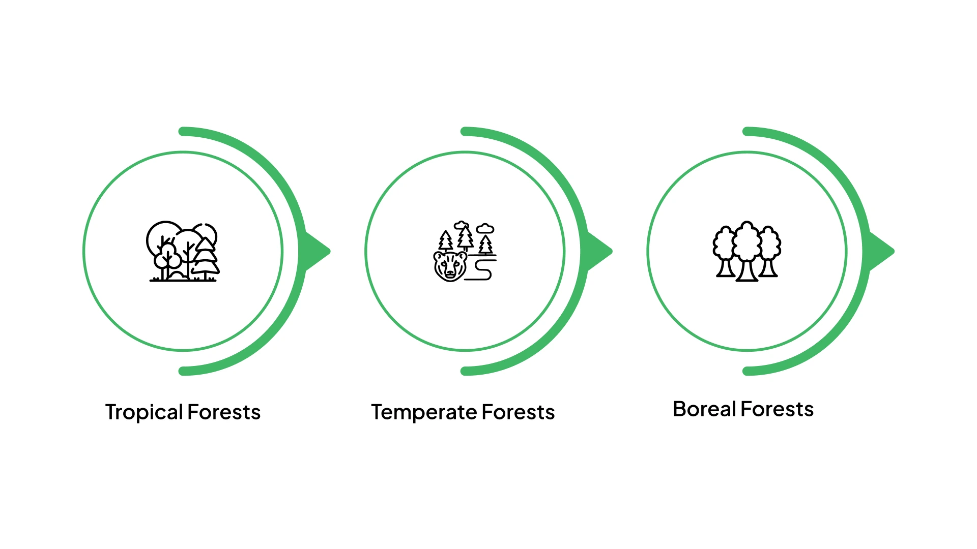 The Three Major Types of Forests Where Trees Grow