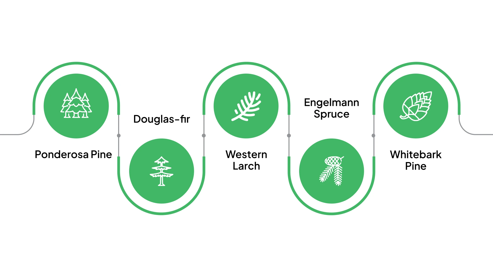 Western Forest Trees