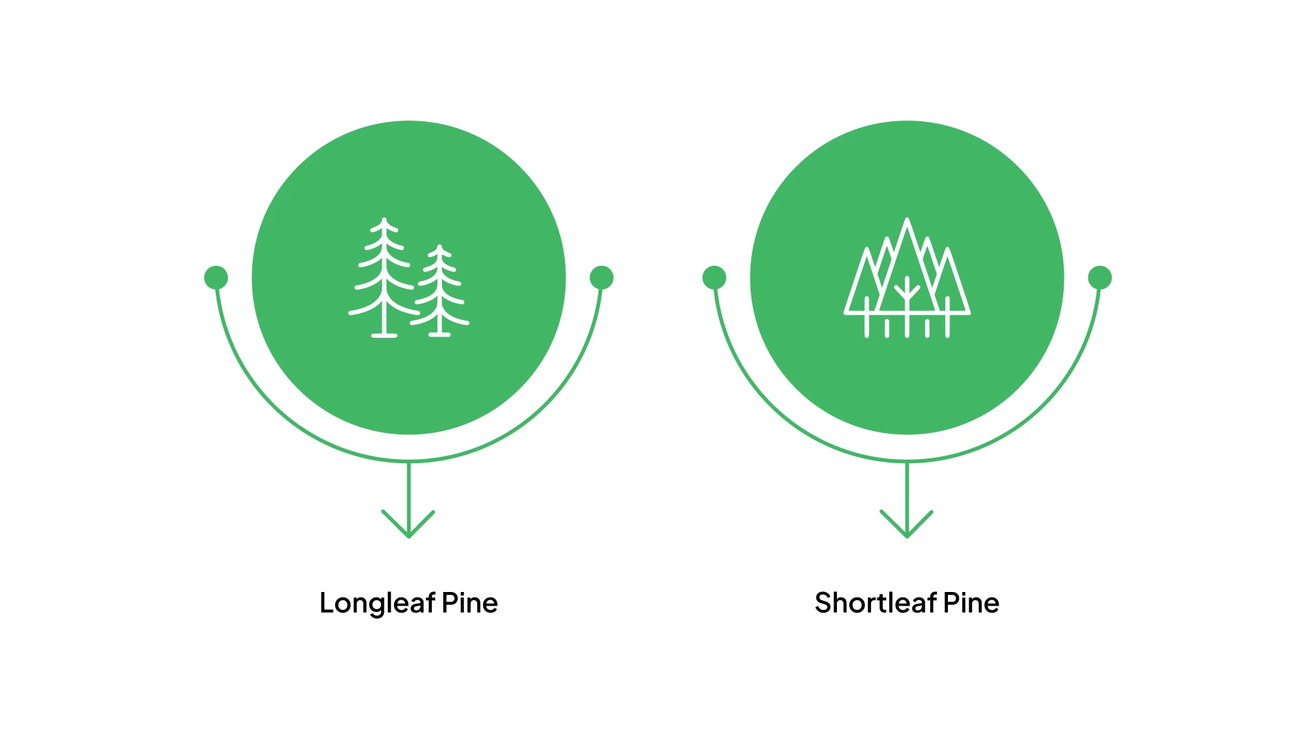 Southeastern Forest Trees