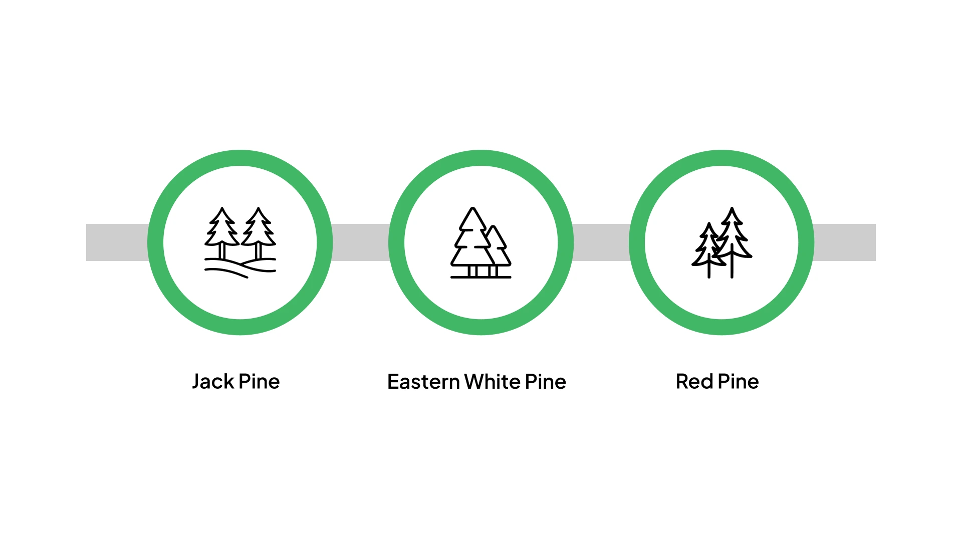 Great Lakes Forest Trees