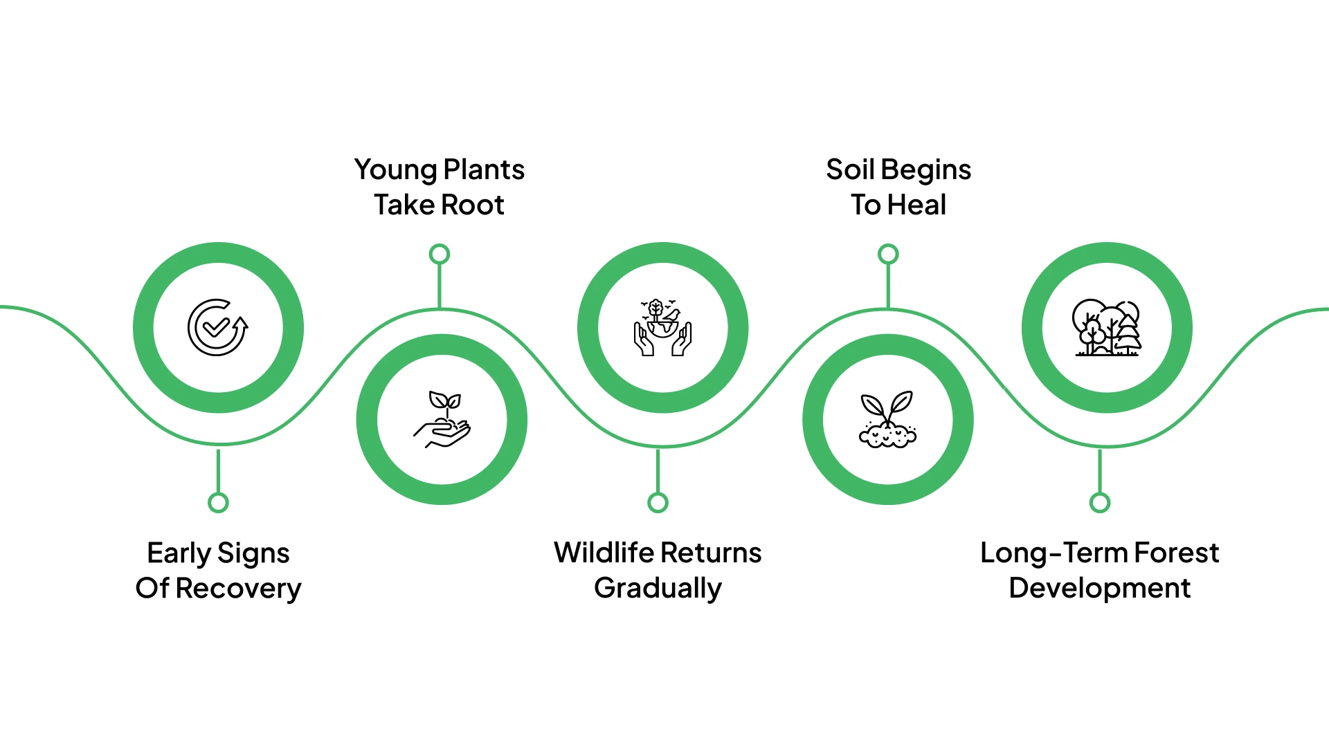 How Forests Regrow Over Time