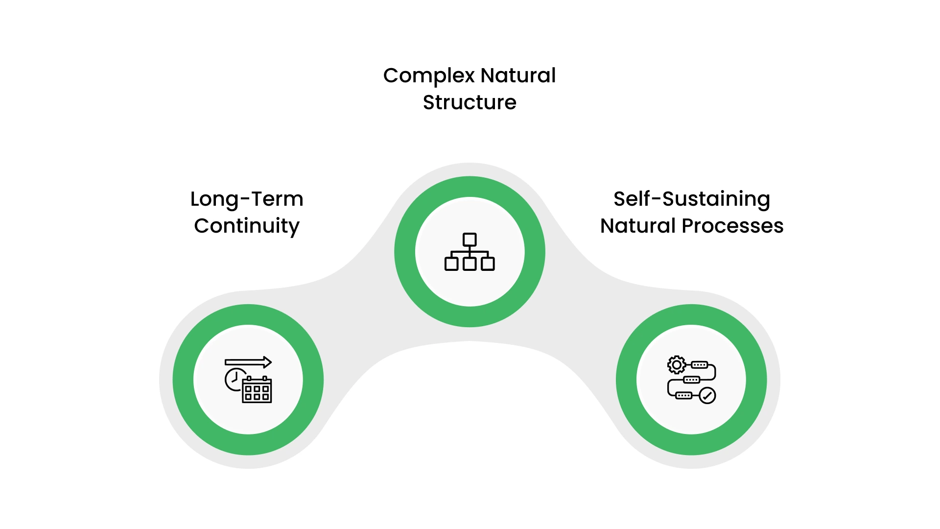 What Makes a Forest Truly Ancient?