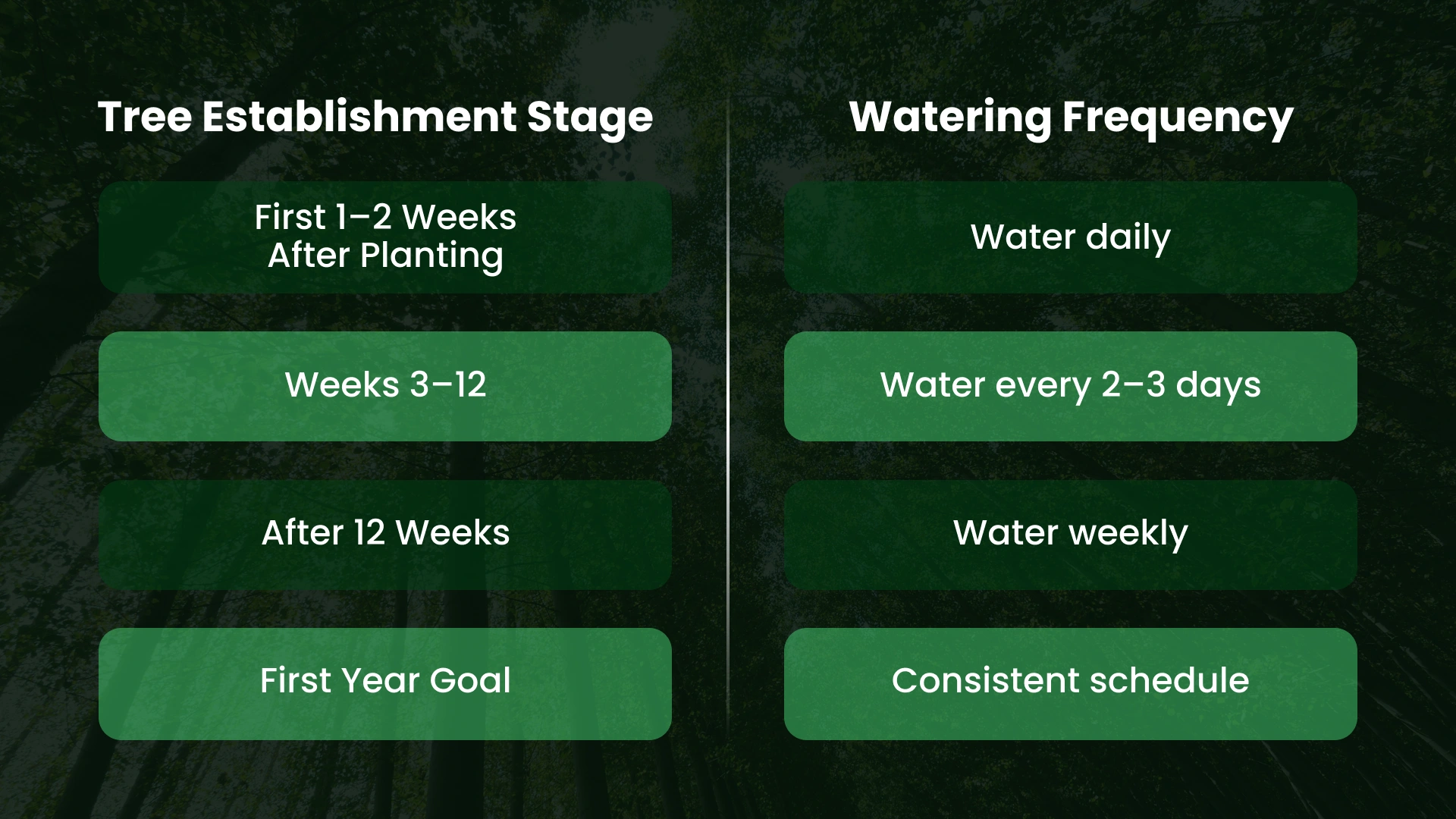 When Should You Water a New Tree?