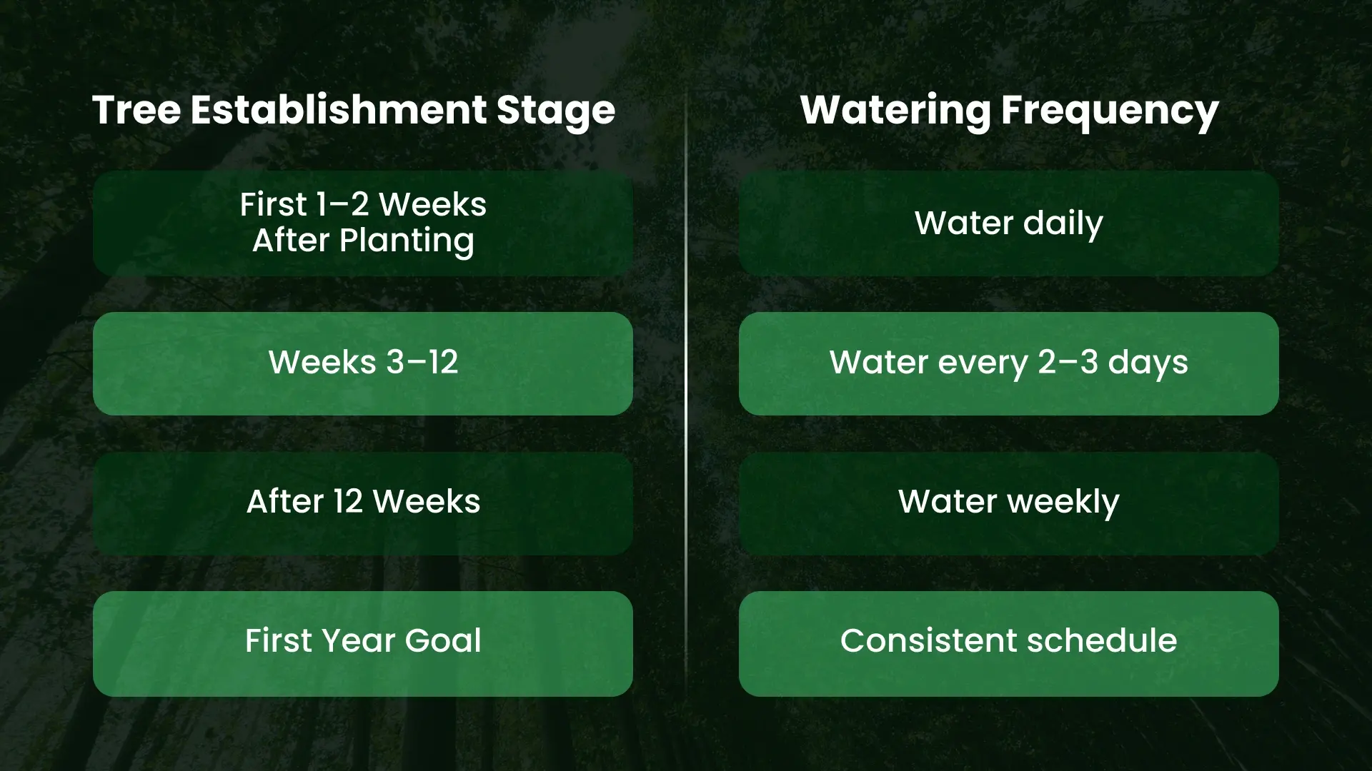 When Should You Water a New Tree?