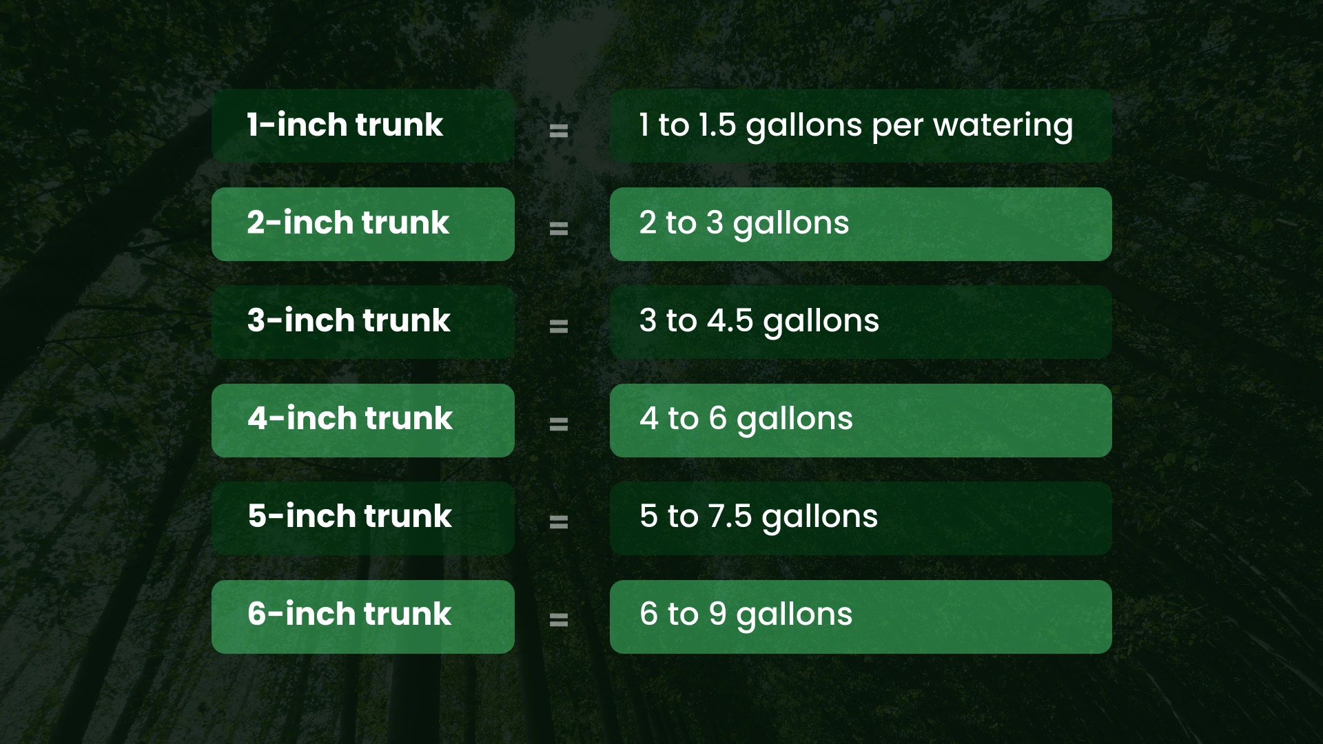 How Much Water Does a Newly Planted Tree Need?