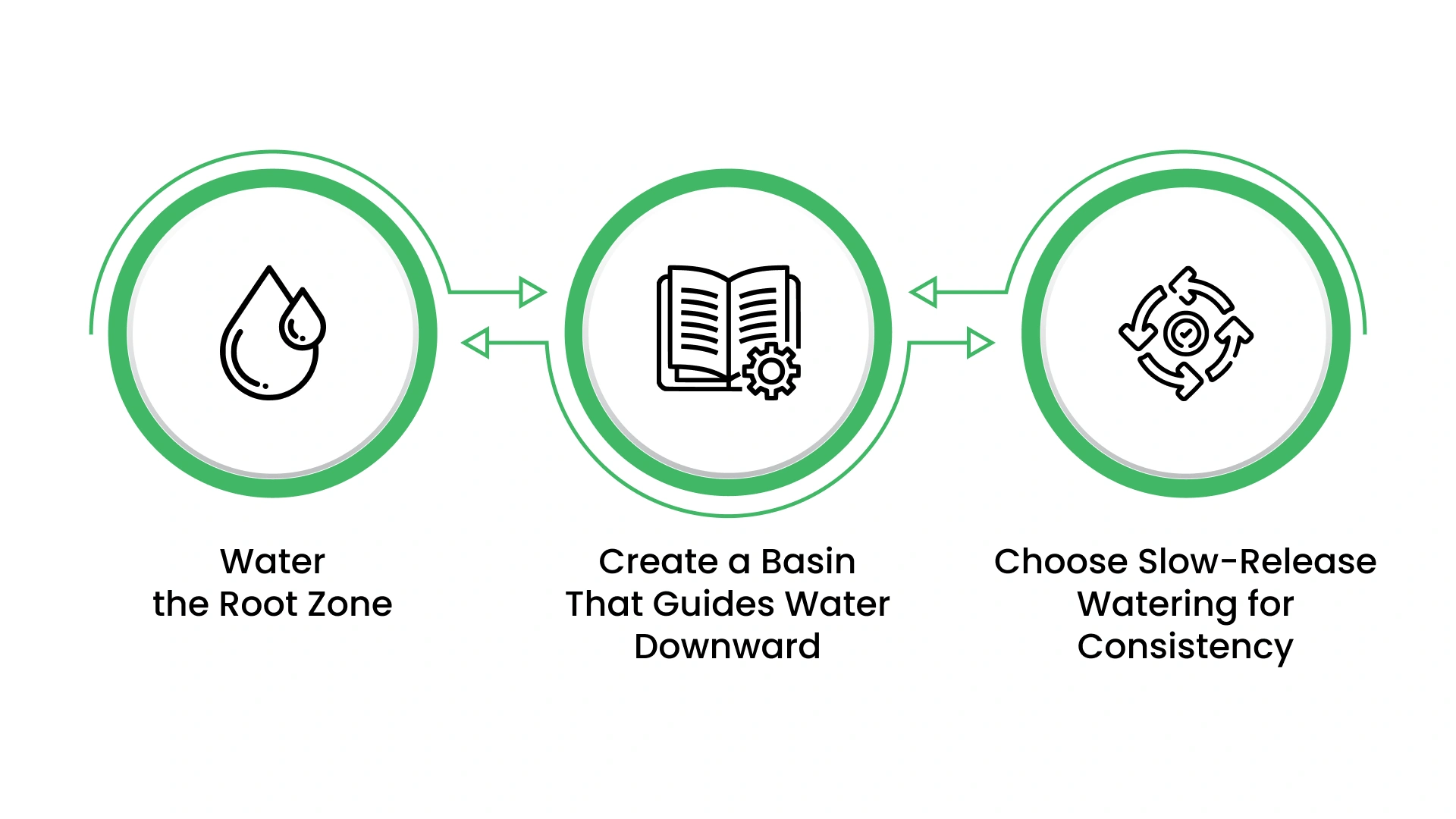 How to Water a Newly Planted Tree Correctly