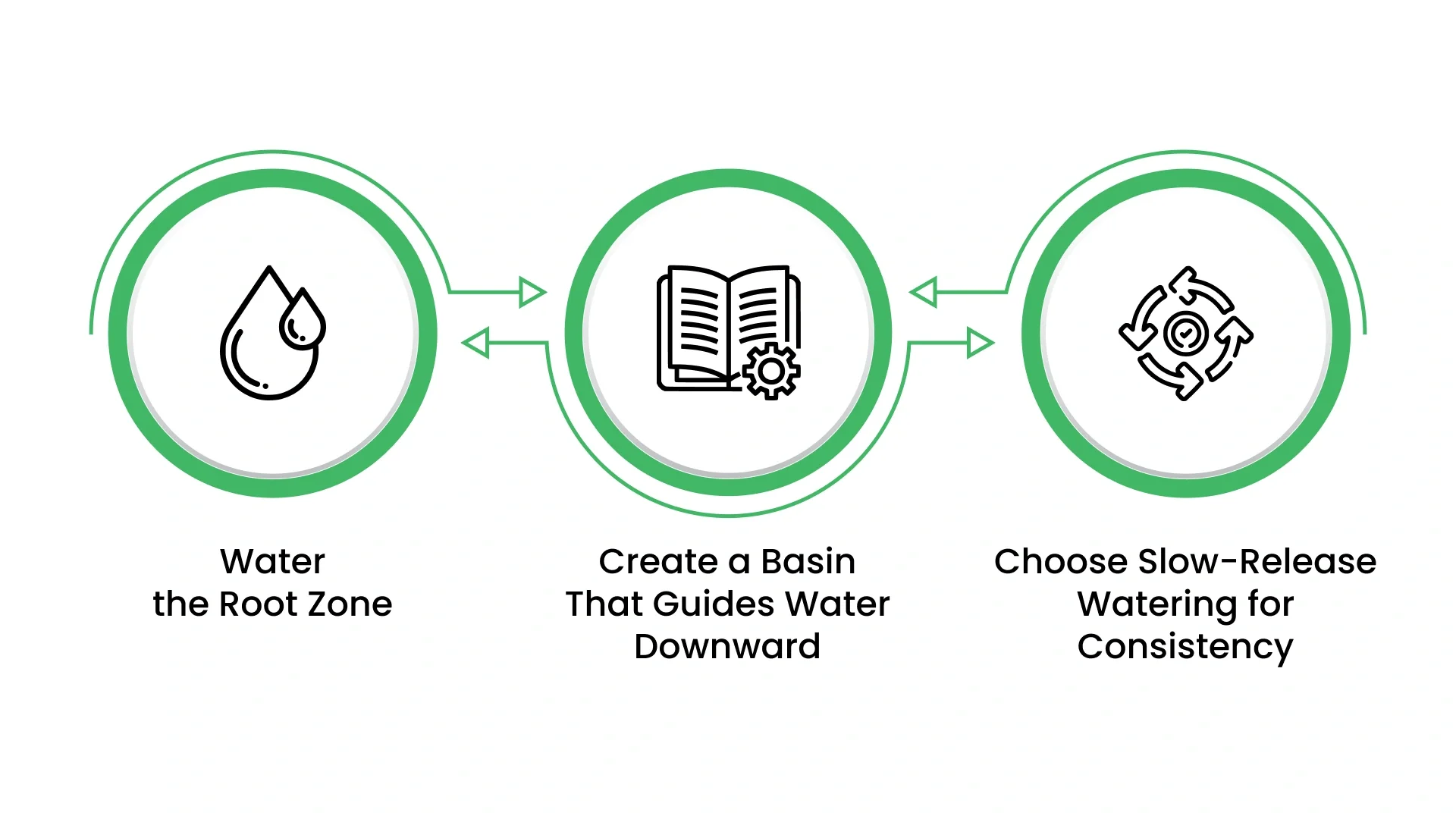 How to Water a Newly Planted Tree Correctly