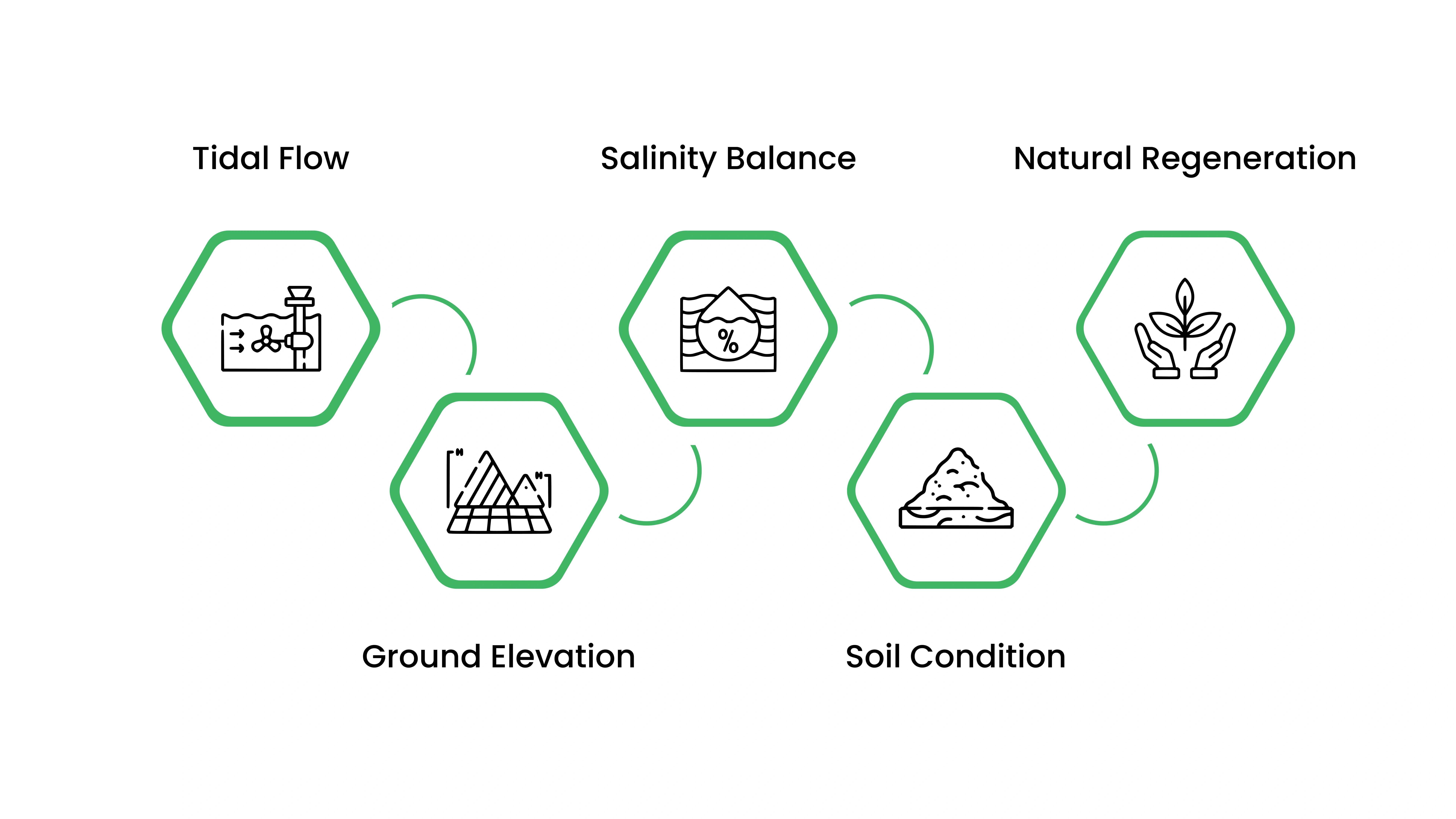 Why Mangrove Restoration Is More Complex Than Planting Trees