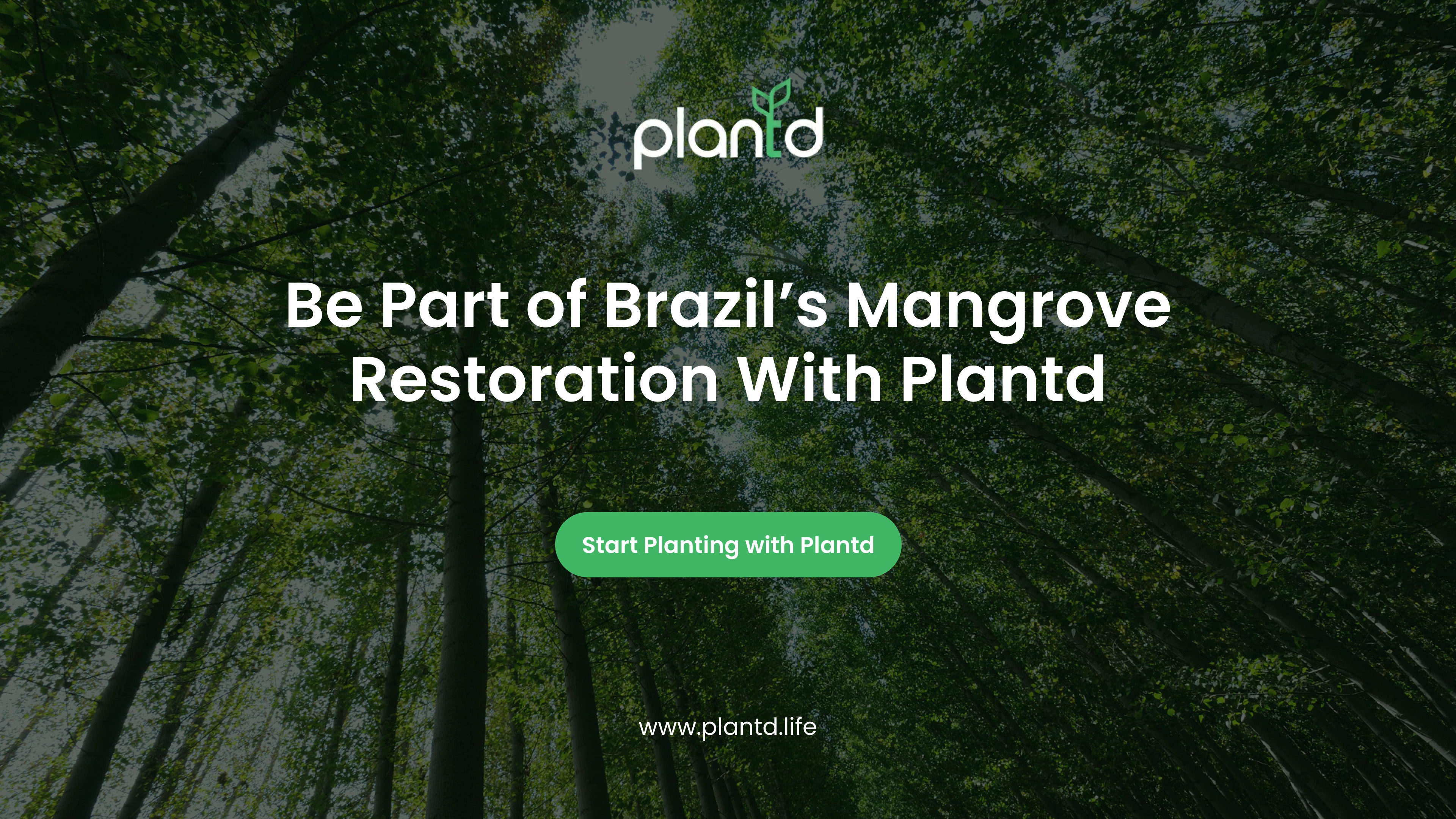 Be Part of Brazil&rsquo;s Mangrove Restoration With Plantd