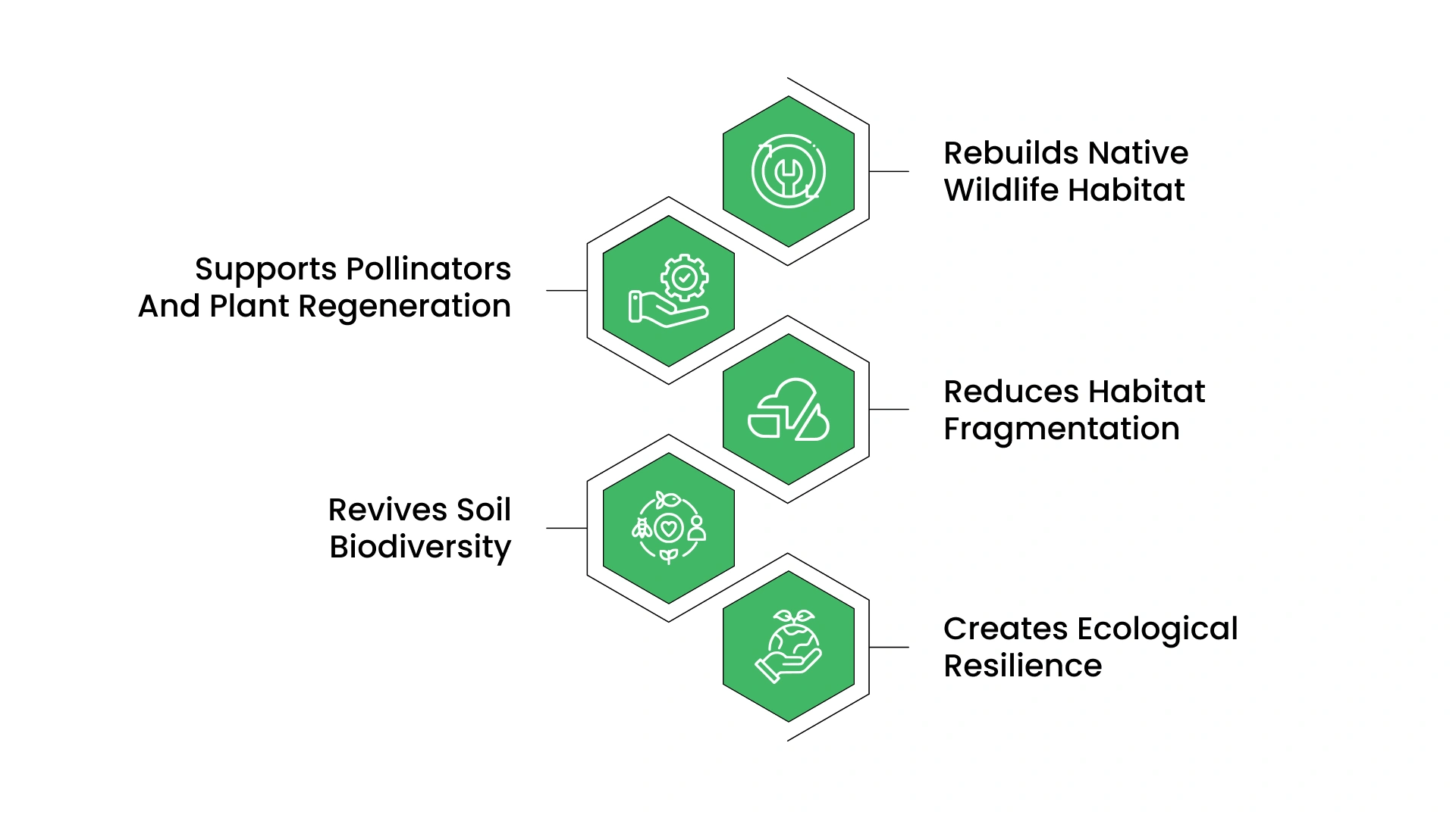 The Biodiversity Gains That Come From Restoring Terrestrial Ecosystems
