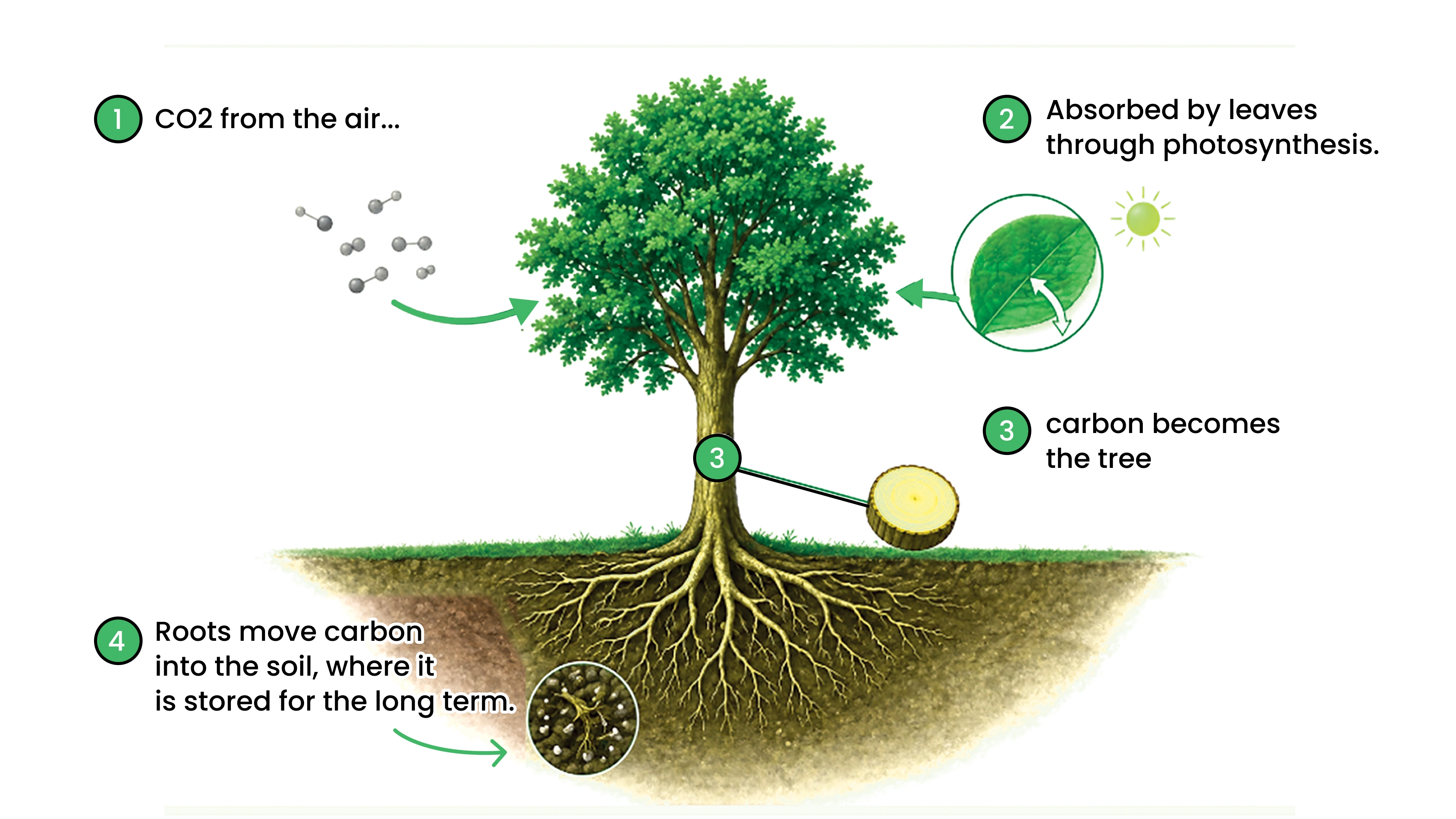 The Science Behind Trees and Carbon 