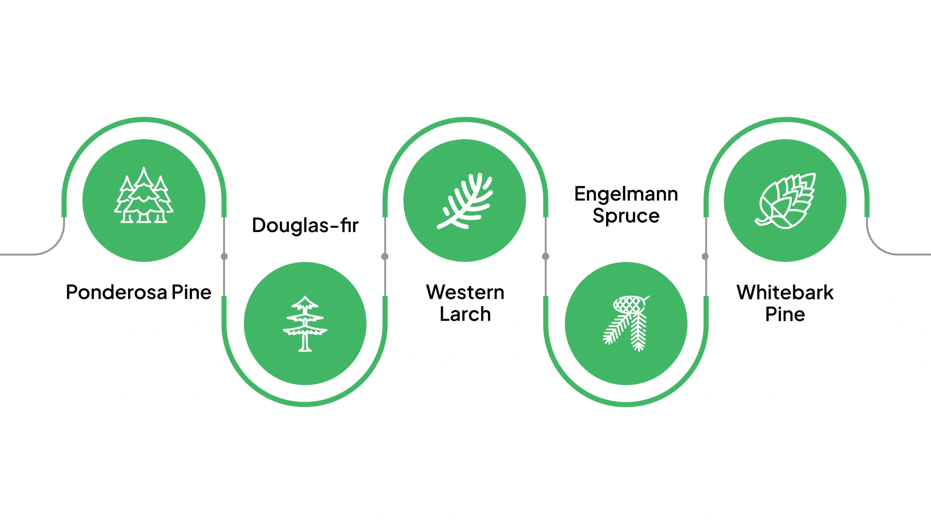 Western Forest Trees