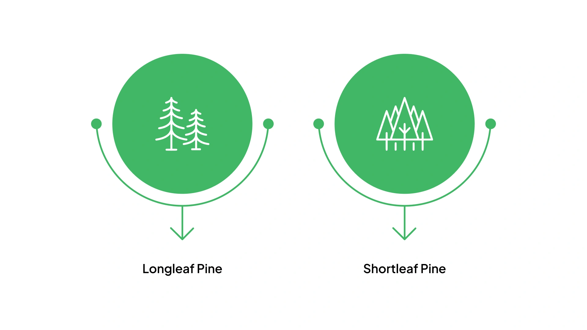 Southeastern Forest Trees