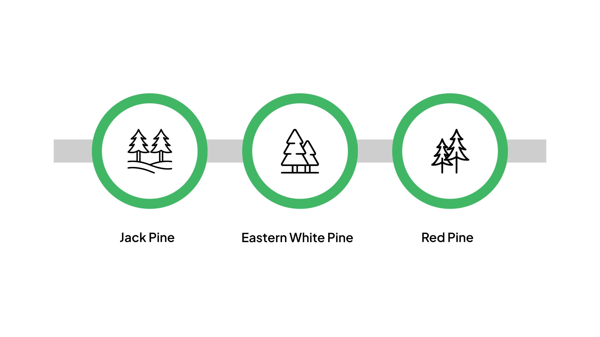 Great Lakes Forest Trees